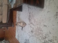 British Shorthair Golden Erkek Yavrumuz