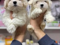 Maltese terrier yavrularım sağlık ve ırk garantilidir
