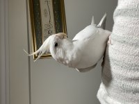 Albino Dişi Sultan Papağanı Evcil Uysal Ele Omuza Geliyor