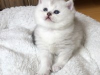 Show silver ns11 dişi british shorthair yavrum