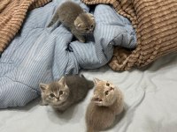 6 Adet Yavru Kedim Var