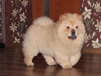 Chow chow köpeği yavrular