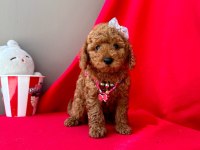 Safkan Toy Poodle Yavruları