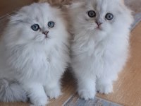 Sahiplendirme kediler (görüşülür)