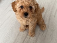 Toy Poodle Güzel Kızım