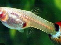 Kalitesi Hamile Papağan Lepsites