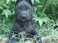 Orjinal belçika kurdumuz