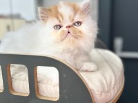 Saf Irk Persian Erkek