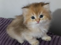 Pofuduk British Longhair Güzellikler