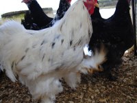 Black Modled Brahma Kuluçkalık Yumurta