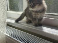 British Longhair 2 Aylık