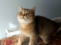 Teslime hazır british shorthair yavrular