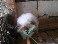 Yeni Doğum Hollanda Lop Tavşanı