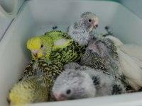 Muhabbet kuşu jumbo yavru