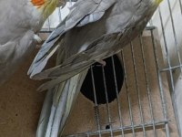 Damızlık takım sultan papağanı