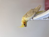 Sultan Papağanı Sahiplendirilecektir