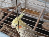 2 Yaşında Erkek Sultan Papağanı