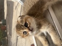 Scottish Fold Kedimiz 2 Aylık