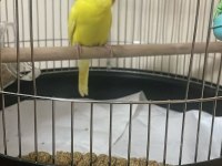 Konuşturmak İçin Tam Zamanı Muhabbet Kuşu