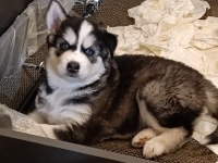 40 günlük husky yavruları