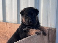 Safkan Alman Kurdu Yavruları