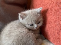 Bir Buçuk Aylık Babaları Şecereli Yavru Kediler