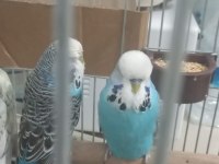 Şov Jumbo Muhabbet Kuşları