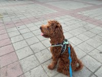 7.5 Aylik Maltipoo Yavrumuz