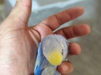 Boncuk Muhabbet Kuşu Kardeşler 25/30 Günlük