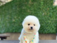 0-3 Aylık Pomeranian Yavrular