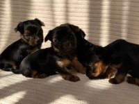 Teacup Yorkshire Terrier Ev Doğumlu Yavrular