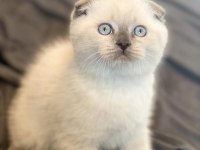 Şık Bluepoint Scottish Fold Shorthair Yavrumuz