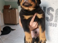 2 Aylık Oldu Rottweiler Köpeğimiz