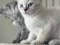 2 aylık yavru kediler