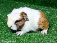 Safkan üst kalite guinea pigler