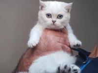 British shorthair kedisi yavruları