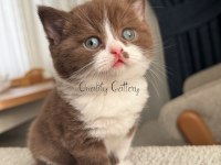 Chocolate bicolour erkek british shorthair bebeğimiz