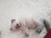 British Shorthair Sağlıklı Eğitimli Yavrular Yeni Yuvasını Arıyor