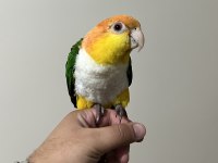 Caique papağanı süper formda