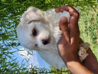 Mini Boy Maltese Bebekler