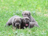 Blue Renk Cane Corso Yavrular
