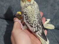 Uysal Oyuncu Sultan Papağanı Bebekler