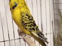 Texas Çift Muhabbet Kuşu