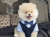 Ayı Surat Pomeranian Boo Yavrular