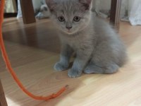 British Shorthair Ve Scottish Yavruları