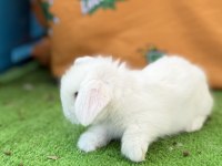 Hollanda Teddy Lop Tavşanlar