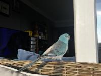 Şarkıcı pareket papağanımız