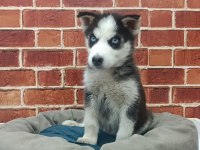 Sibirya Kurdu Yavrular