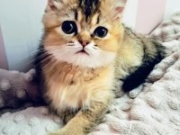 3 aylık british golden black