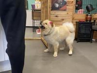 Çin Aslanı 4 Yaşında